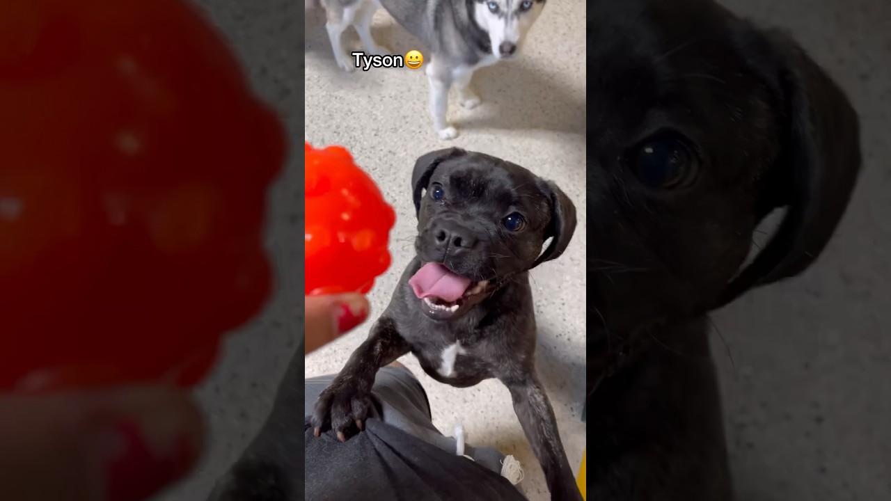 Let’s see how dogs react to Jolly Pets toys at dog daycare! Pt.2 #dogdaycare #dogshorts #doglovers