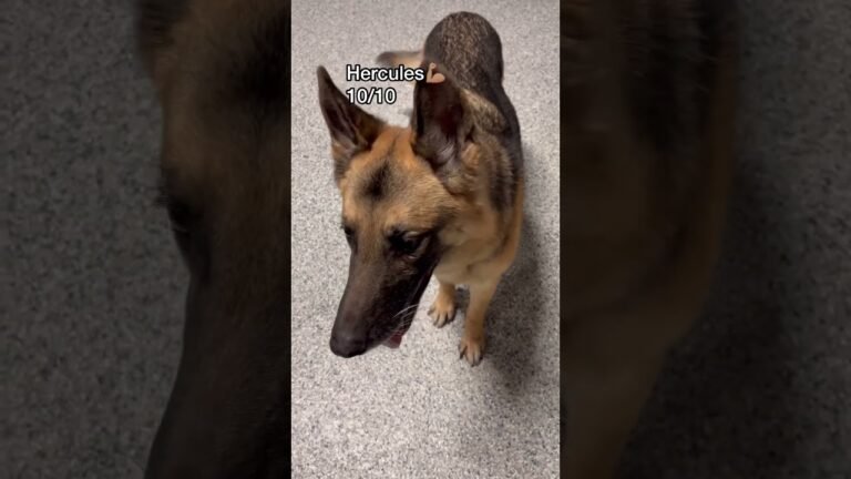 Barky Supplies Expert Tips Let’s see what dogs know how to shake at dog daycare today! #dogdaycare #doglover #dogshorts 1692908144 maxresdefault Barky Supplies Expert Tips