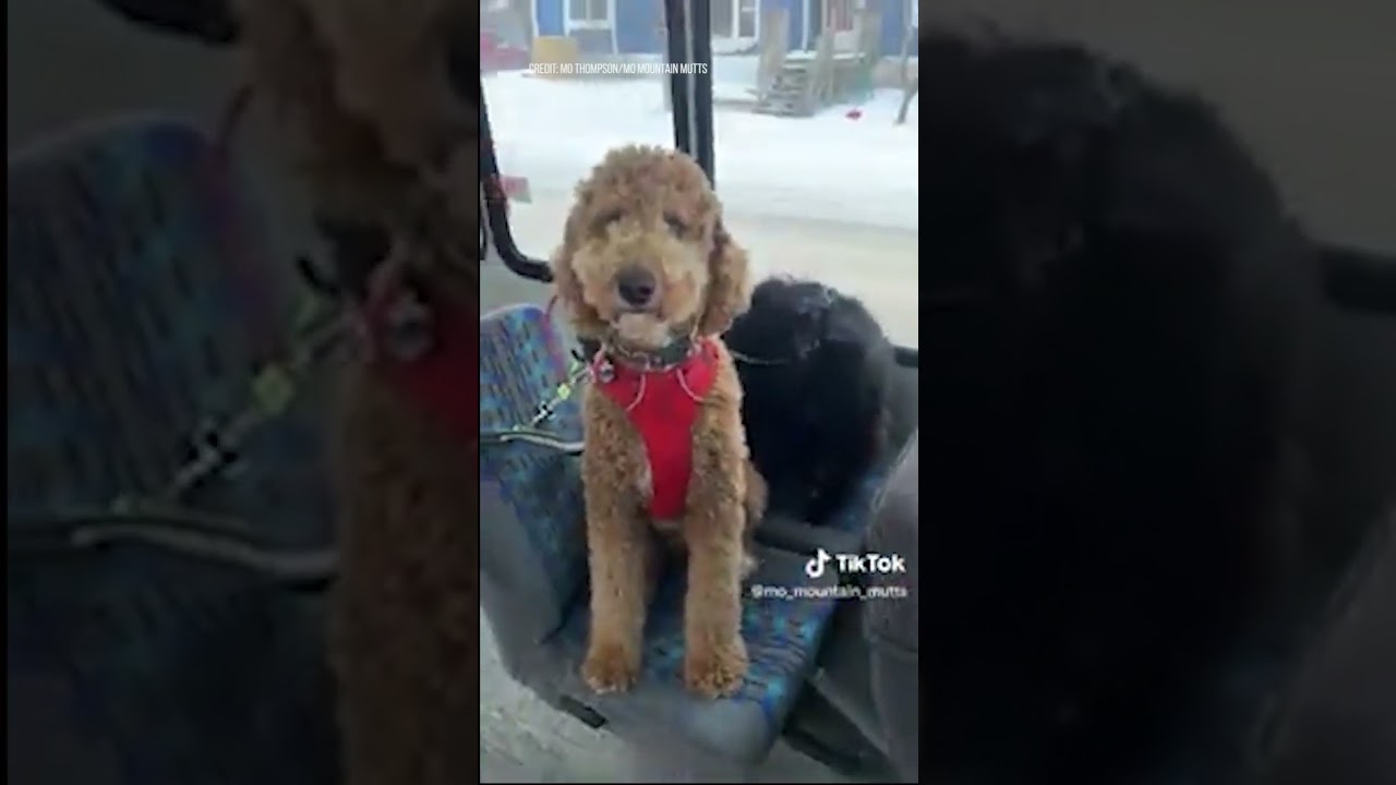 Doggy “daycare” bus