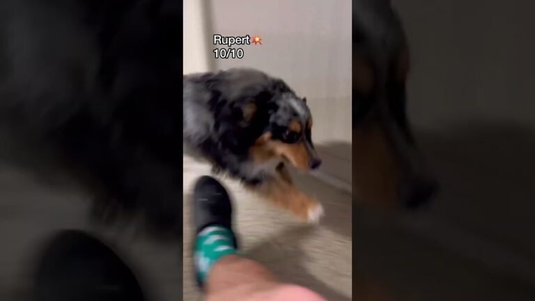 Barky Supplies Expert Tips Daycare Champions: Top Athletic Dog Breeds Revealed 1693161821 maxresdefault Barky Supplies Expert Tips