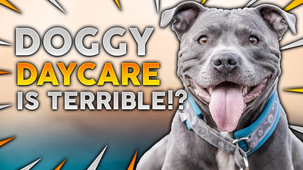 Doggy Day Care Is a TERRIBLE IDEA!?