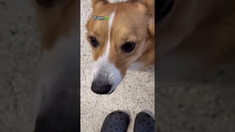 Barky Supplies Expert Tips Let’s see what Corgis we have at dog daycare today, part 2! #dogshorts #doggiedaycare #doglovers 1693414696 maxresdefault Barky Supplies Expert Tips