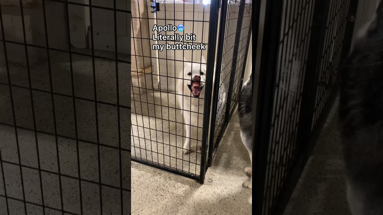 Let’s see why dogs are in doggie jail at dog daycare, pt.4! #dogdaycare #dog #doglover