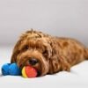 41KMPH7Q5oS._AC_.jpg Pet Qwerks Talking Babble Ball - Interactive Chew Dog Toy - Small