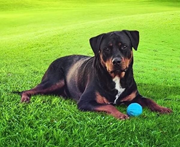 51sDXt0OVHL._AC_.jpg Pet Qwerks Talking Babble Ball - Interactive Chew Dog Toy - Small