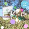 61O3Nj48oKL._AC_.jpg Nature Gnaws Variety Pack of Dog Chews and Bully Sticks - Long Lasting Gnaw Treats Bag for Puppies and Active Dogs - Natural and Rawhide Free Bones