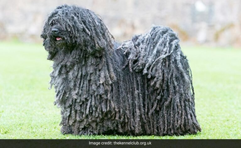 Barky Supplies Expert Tips Video Of 'The Dreadlock Dog' Goes Viral: "Horror Movie" ulufopdo hungarian puli dog 1200 625x300 28 August 23 Barky Supplies Expert Tips