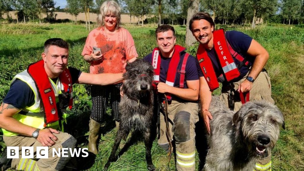 Firefighters rescue dog Wallace trapped in Coggeshall river mud – BBC