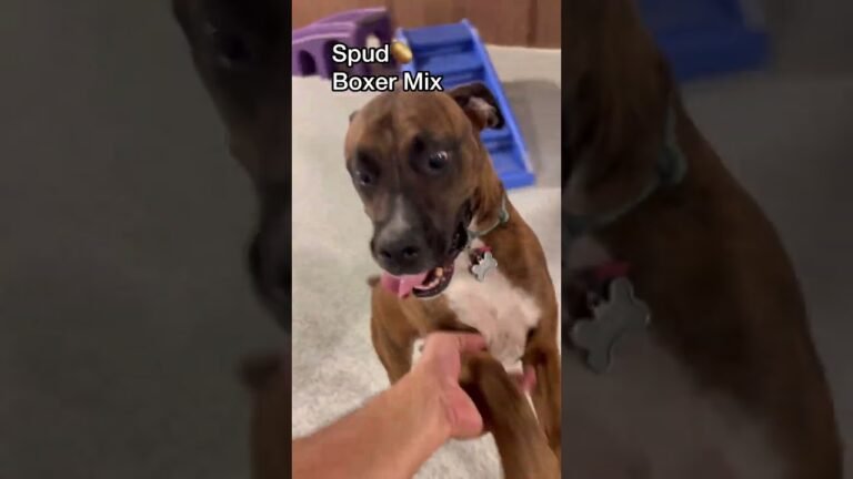 Barky Supplies Expert Tips Let’s see what dog breeds we have at dog daycare today! #dogdaycare #doggiedaycare #doglover 1693522905 maxresdefault Barky Supplies Expert Tips