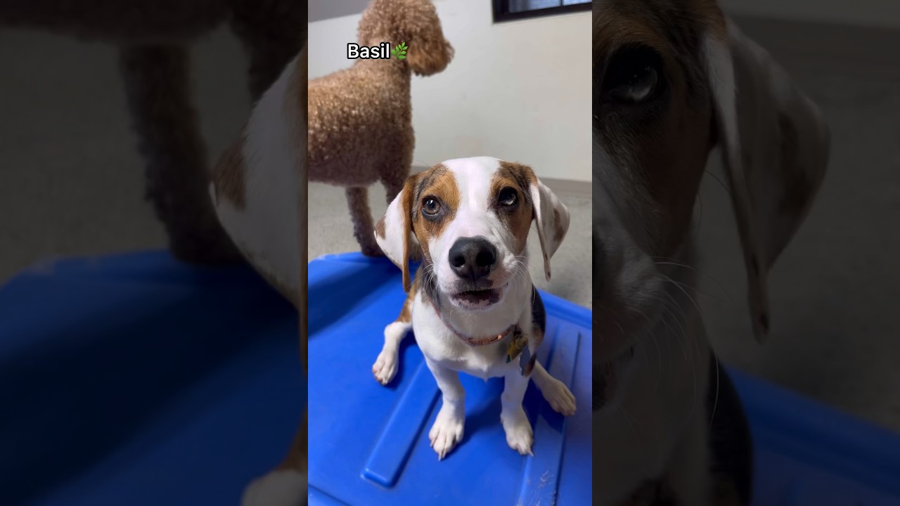 Let’s see what Beagles we have at dog daycare! #dogdaycare #beagle #doglover