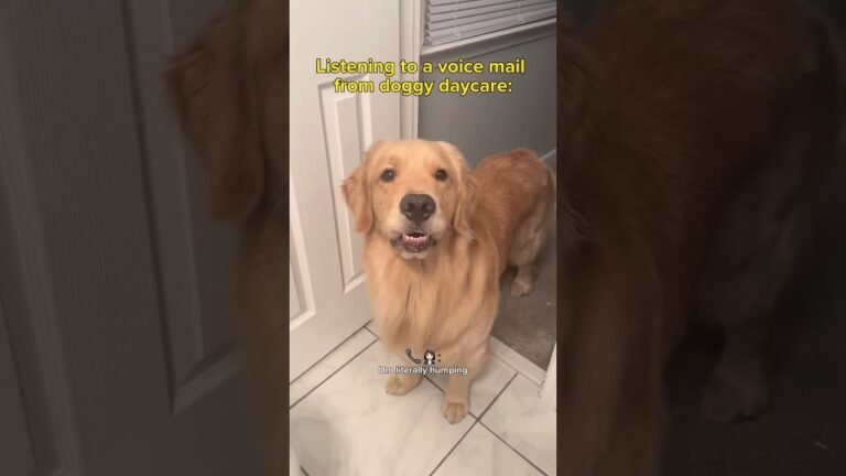 Barky Supplies Expert Tips Listening to a voice mail from doggy daycare.. #goldenretriever #funnydogs #dogs #dogmom #comedy 1693740455 maxresdefault Barky Supplies Expert Tips