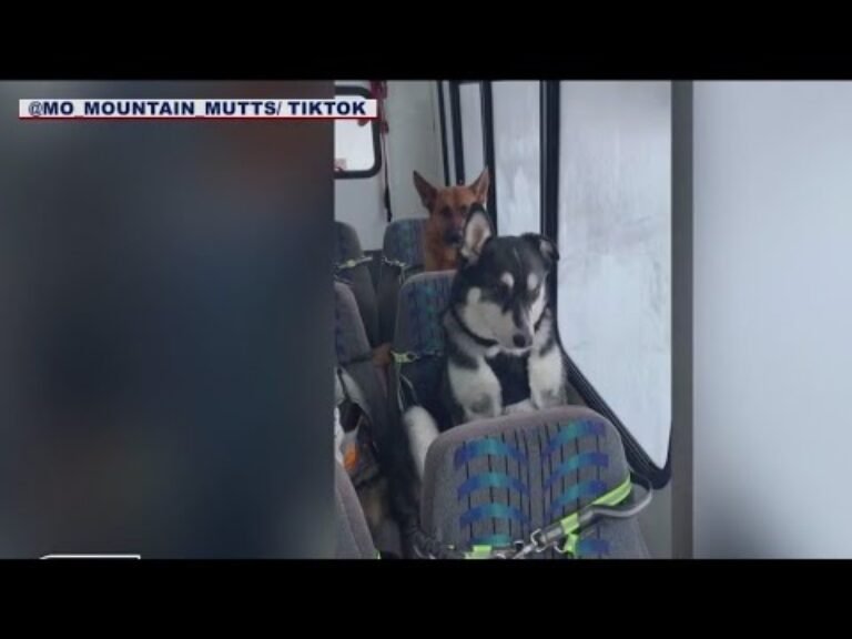 Barky Supplies Expert Tips Doggy ‘daycare’ bus in Alaska goes viral on TikTok 1693813003 hqdefault Barky Supplies Expert Tips