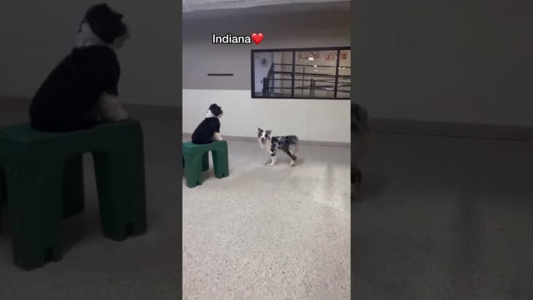 Barky Supplies Expert Tips Let’s see what Australian Shepherds we have at dog daycare today! #dogshorts #dogdaycare #doglover 1693849088 maxresdefault Barky Supplies Expert Tips