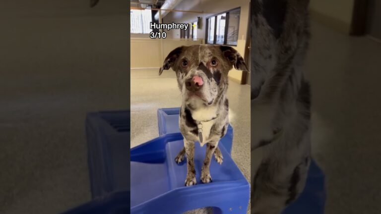 Barky Supplies Expert Tips Let’s see what dogs know how to speak at dog daycare today! #dogdaycare #dogshorts #puppy #doglover 1693921473 maxresdefault Barky Supplies Expert Tips