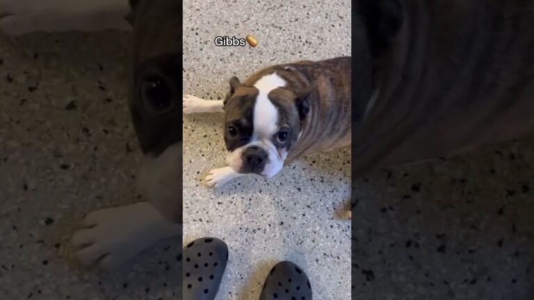 Barky Supplies Expert Tips Let’s see what dogs look like potatoes at dog daycare! #dogshorts 1694029837 maxresdefault Barky Supplies Expert Tips