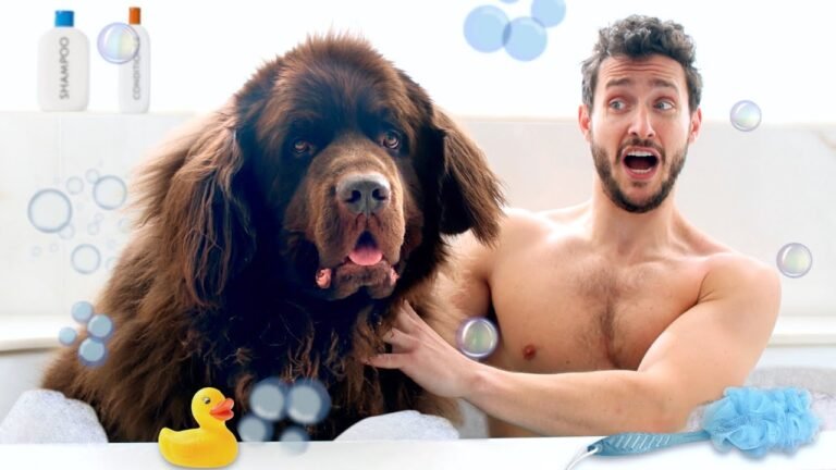 Barky Supplies Expert Tips Grooming My Giant Dog In NYC 1694355115 maxresdefault Barky Supplies Expert Tips