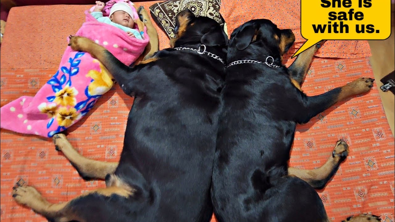 Heartwarming Scenes: Dogs Taking Care of a Newborn Baby