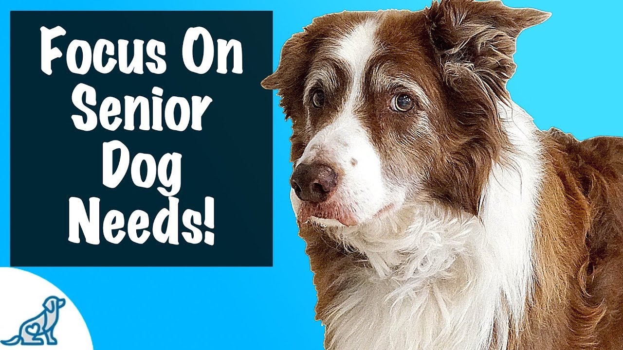Senior Dog Care Tips: Expert Advice for Dogs 8+