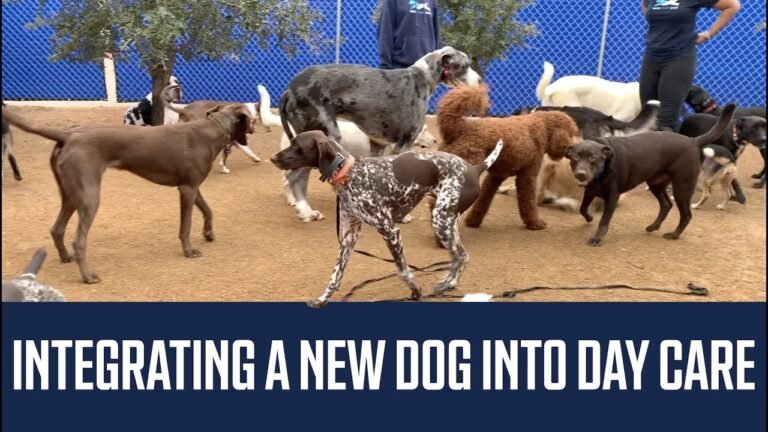 Barky Supplies Expert Tips Smooth Transitions: Guide to Integrating a New Dog into Doggy Day Care 1695005129 maxresdefault Barky Supplies Expert Tips