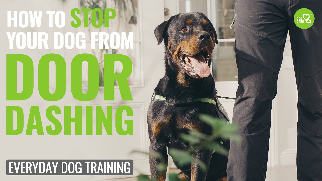 Preventing Chaos: How to Stop Your Dog From Door Dashing