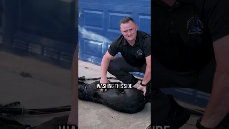 Barky Supplies Expert Tips 3 Pro Tips When Washing Your Dog 1695257948 maxresdefault Barky Supplies Expert Tips