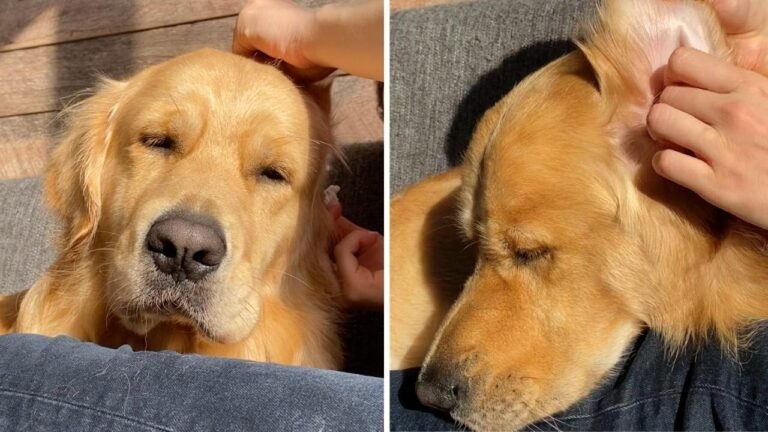 Barky Supplies Expert Tips What My Dog Care Routine Looks Like! ASMR 1695799574 maxresdefault Barky Supplies Expert Tips