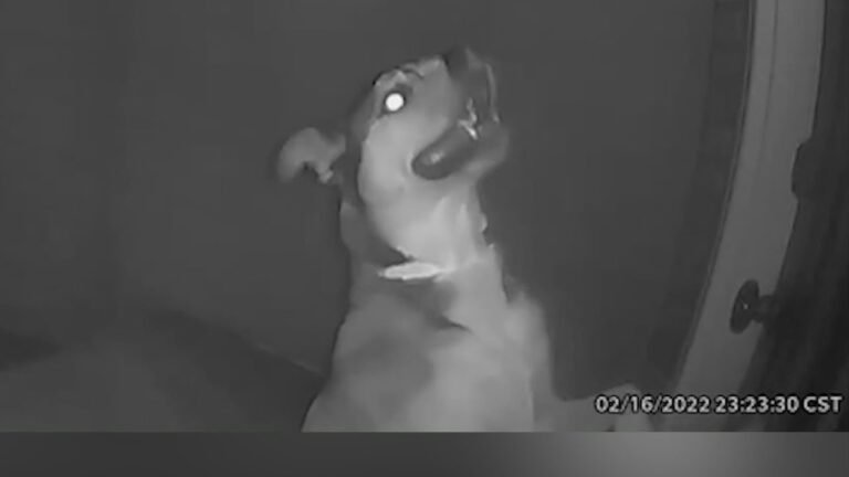 Barky Supplies Expert Tips Kansas family's dog escapes doggy daycare and finds his way home 1695943913 maxresdefault Barky Supplies Expert Tips