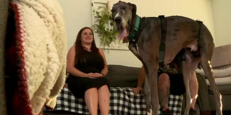 Barky Supplies Expert Tips World's tallest dog to have leg amputated - KWCH t 33e6e4a190ee4b8ba4c5dc8254ab0c1c name file 1280x720 2000 v3 1 Barky Supplies Expert Tips