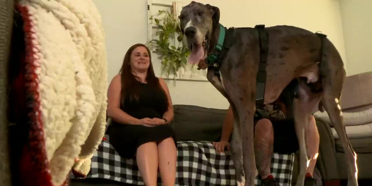 World's tallest dog to have leg amputated – KWCH