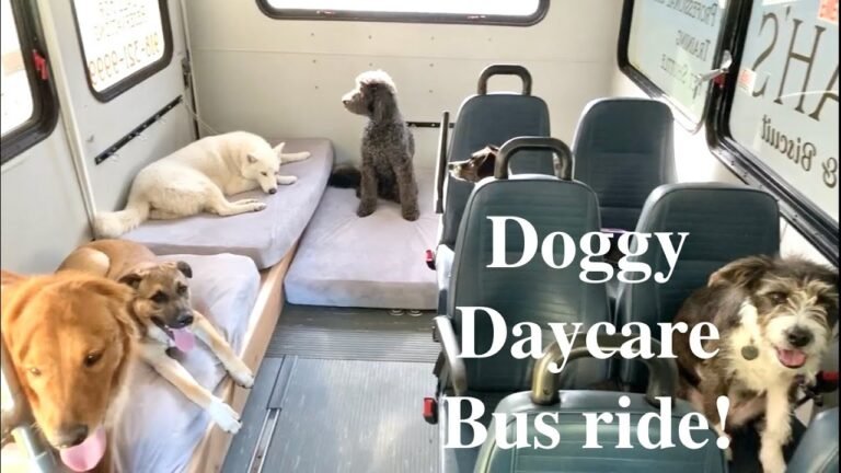 Barky Supplies Expert Tips Doggy Daycare Bus Adventure: A Pawsitively Fun Day Out 1696340812 maxresdefault Barky Supplies Expert Tips