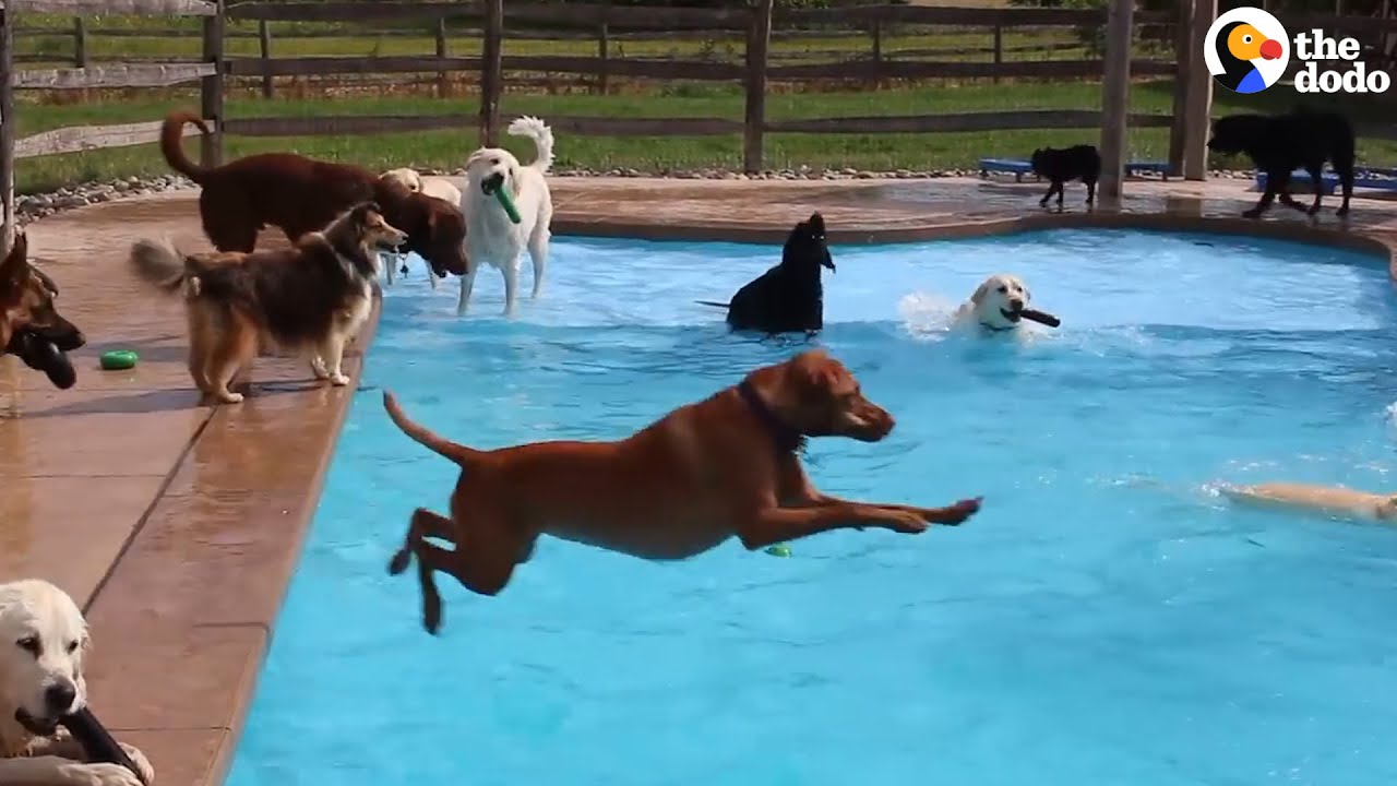 This May Be The World’s Best Doggy Daycare