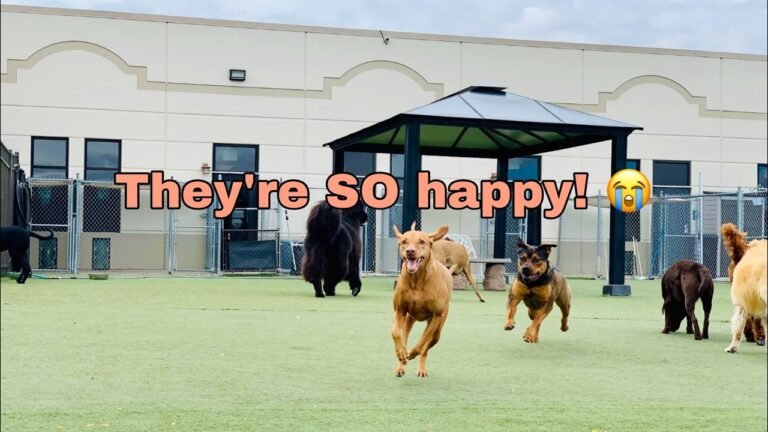 Barky Supplies Expert Tips Hilarious Moments: Funny Excited Dogs Compilation Entering Daycare 1696630338 maxresdefault Barky Supplies Expert Tips