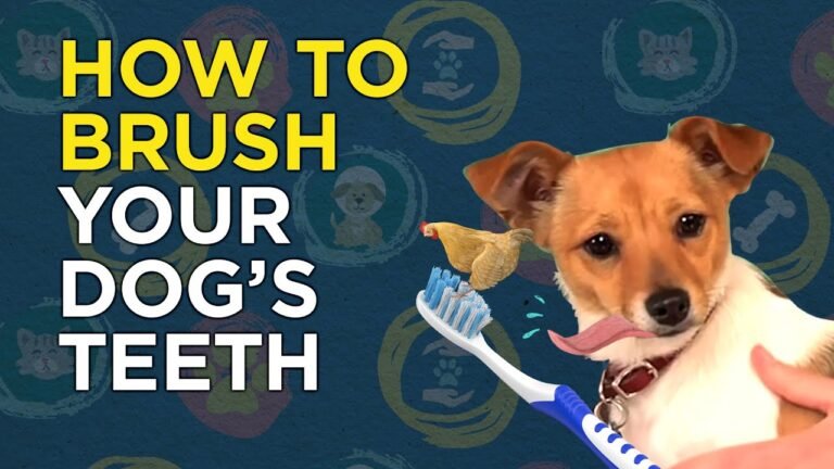 Barky Supplies Expert Tips Achieving Pearly Whites: A Paw-some Guide to Brushing Your Dog's Teeth 1696774684 maxresdefault Barky Supplies Expert Tips