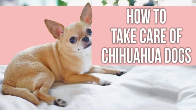Barky Supplies Expert Tips How to Take Care of Chihuahua Dogs 1697136119 maxresdefault Barky Supplies Expert Tips