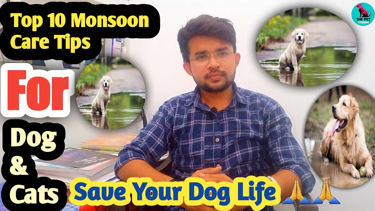 Top 10 Monsoon Care Tips For Dogs || Monsoon care tips || dog care tips || how to take care of dogs?