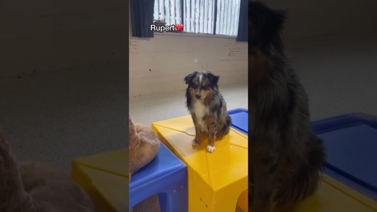 Barky Supplies Expert Tips Dogs' Responses to Their Names at Dog Daycare 1697208466 maxresdefault Barky Supplies Expert Tips