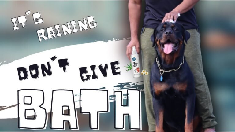 Barky Supplies Expert Tips Skip the shampoo! Why Overbathing Hurts Your Dog's Health 1697316974 maxresdefault Barky Supplies Expert Tips