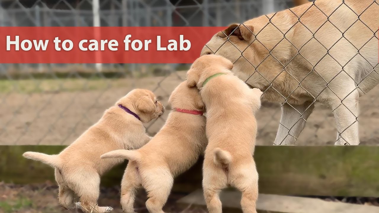 Ultimate Guide To Caring For My Labrador: Dog Care