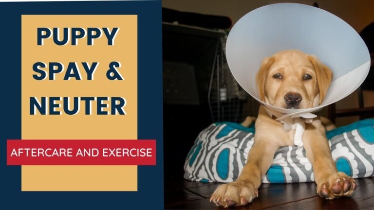 Barky Supplies Expert Tips Puppy Spay and Neuter Aftercare and Exercise 1697605864 maxresdefault Barky Supplies Expert Tips