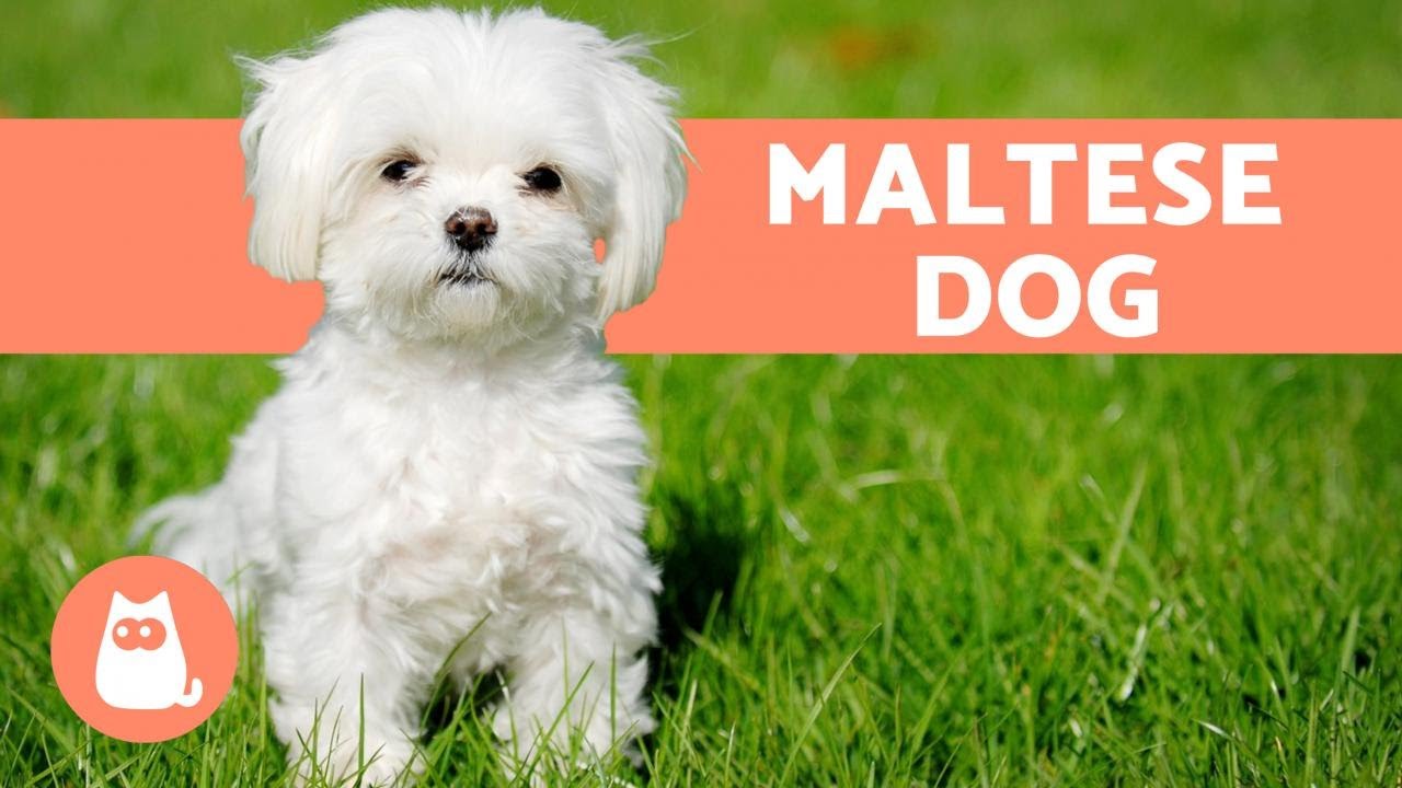 The Maltese Dog – Character, Care and Health