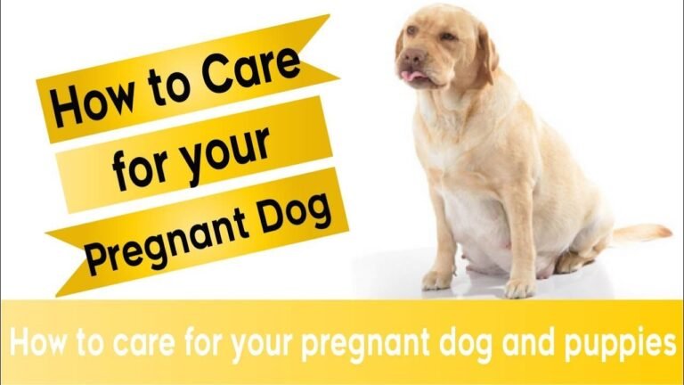 Barky Supplies Expert Tips how to take care for your pregnant dog and puppies ! pregnant dog week by week 1697822244 maxresdefault Barky Supplies Expert Tips