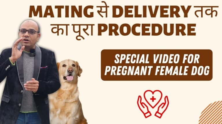 Barky Supplies Expert Tips How to take care of Pregnant Female Dog? TAKE THESE TIPS SERIOUSLY | Baadal Bhandaari 1697858424 maxresdefault Barky Supplies Expert Tips