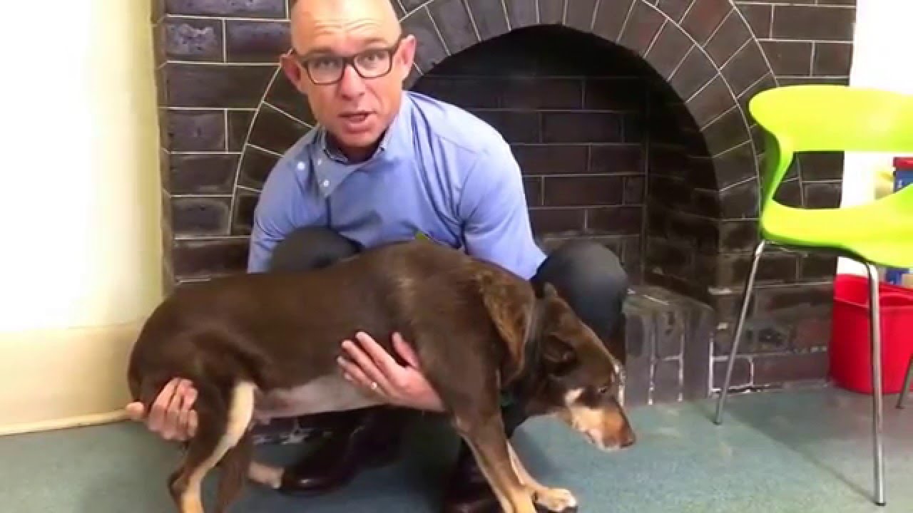 Gentle Support: How to Lift a Dog After Surgery