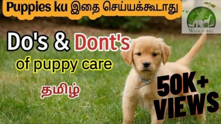 Barky Supplies Expert Tips Do's and Dont's of Puppy Care tamil | Tips for puppy care | Puppy videos | puppy tips for beginners 1697966669 maxresdefault Barky Supplies Expert Tips