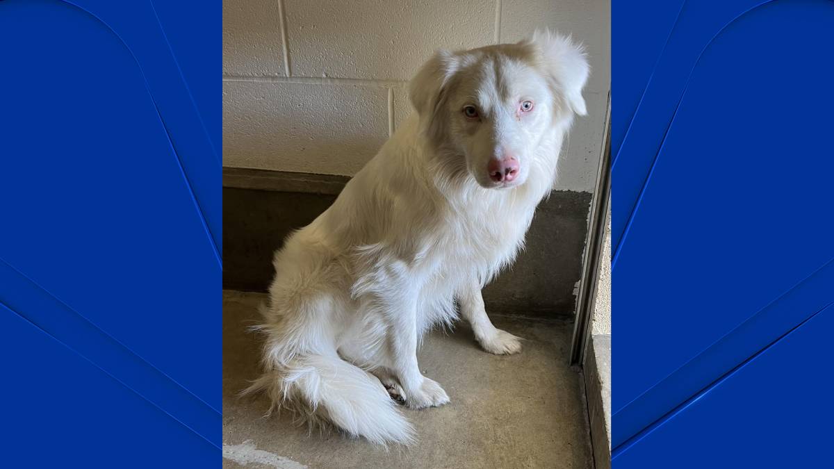 Do you recognize this dog? Groton police search for lost dog’s owners – NBC Connecticut