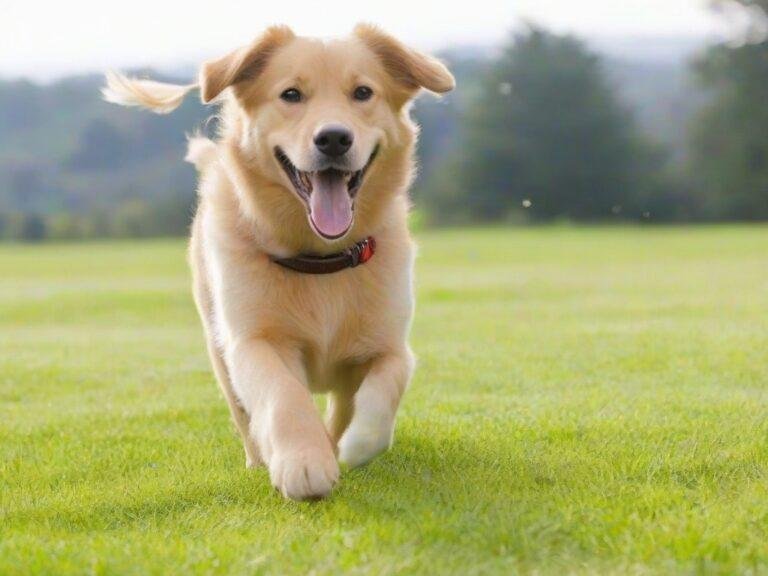 Barky Supplies Expert Tips Unleash the Power of Positive Training Techniques for a Well-Behaved and Happy Dog Positive Training Techniques for a Happy Dog