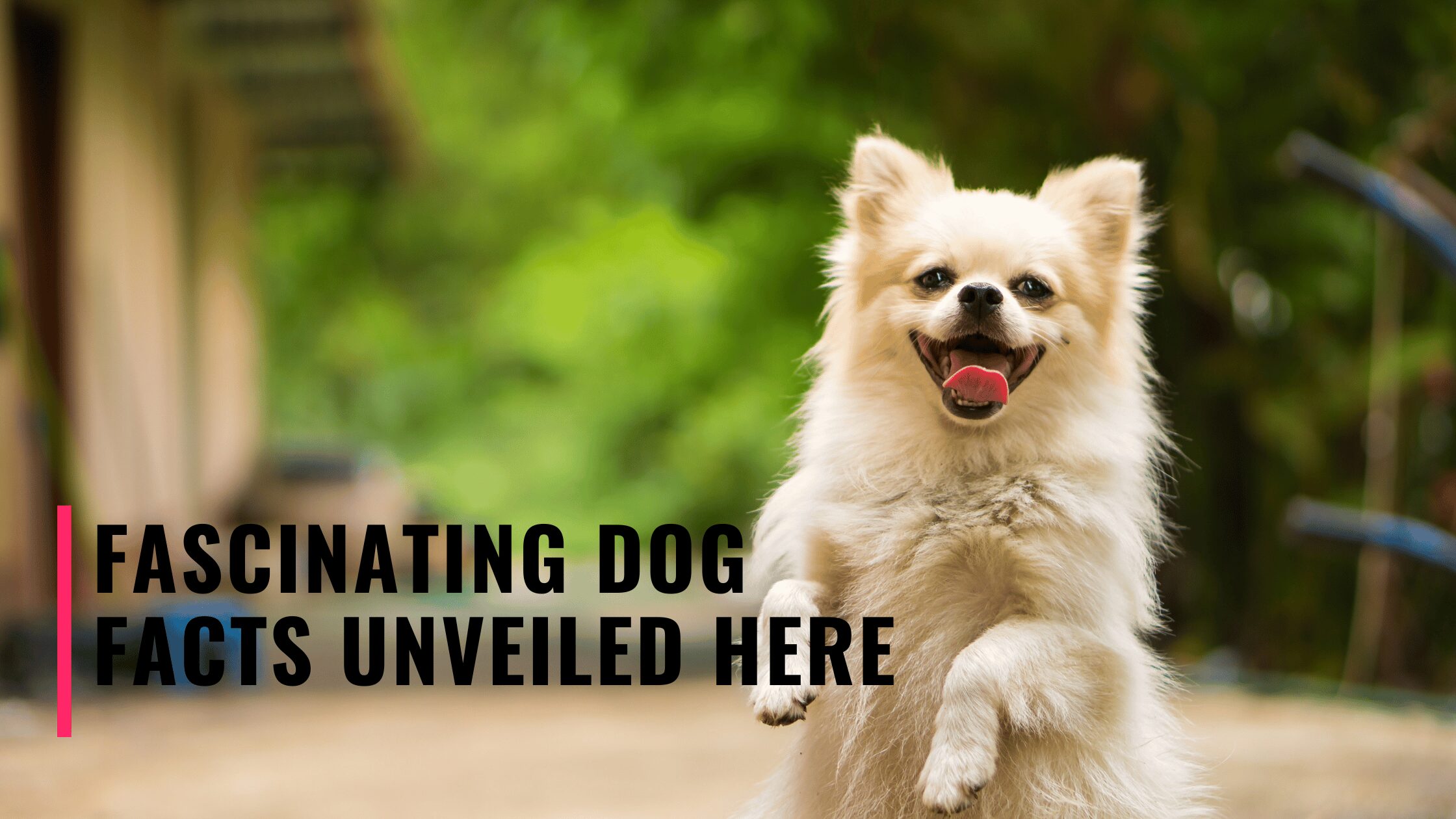 10 Incredible Facts About Dogs That Will Leave Begging for More4