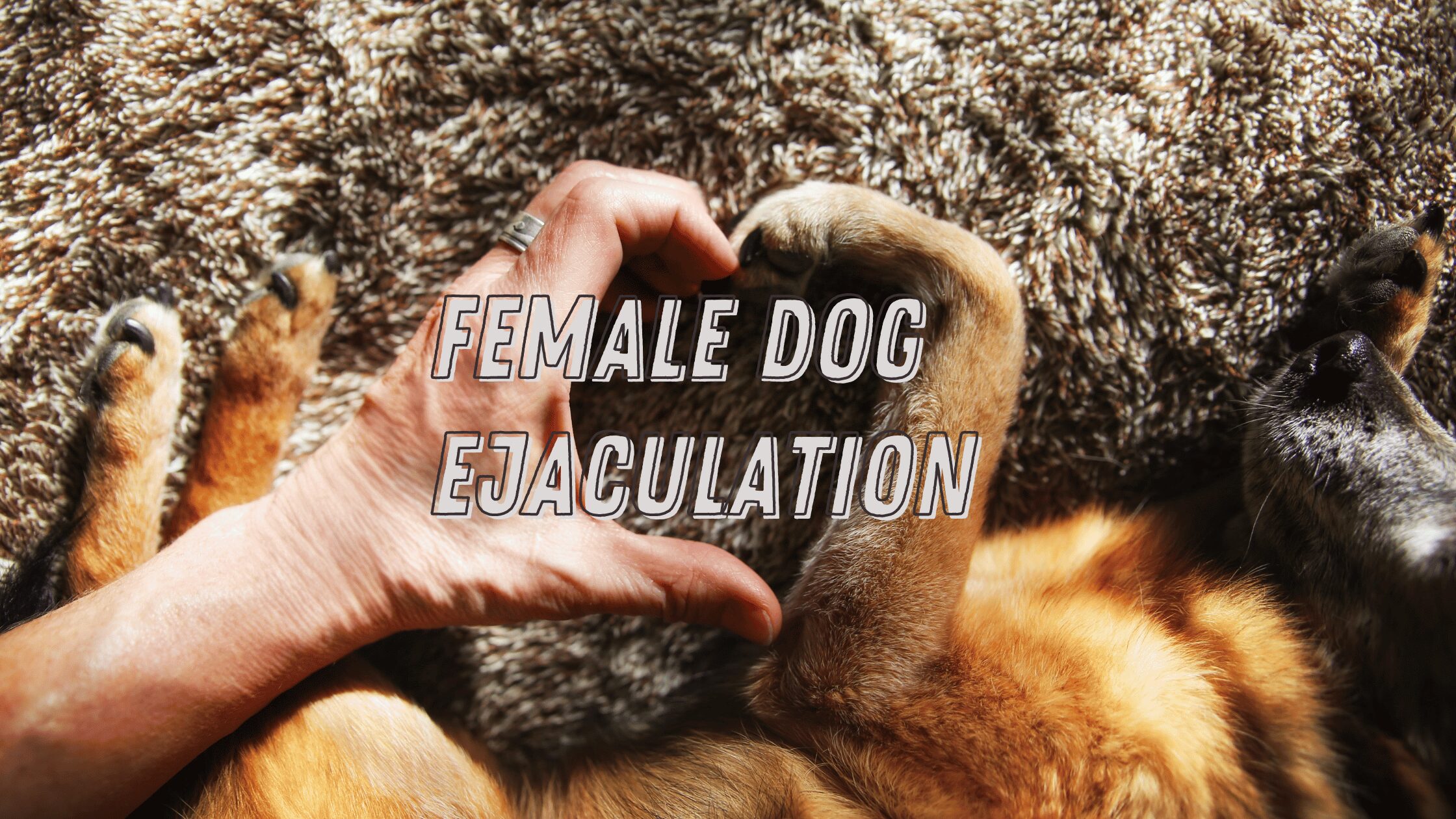 Does My Dog Ejaculate? Unraveling Canine Myths and Biology