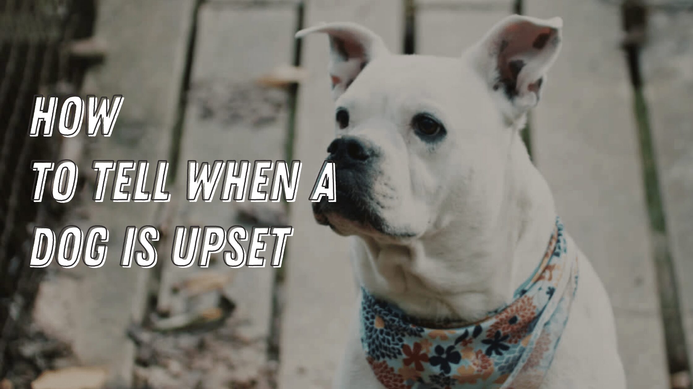 How to Tell when a Dog is Upset: