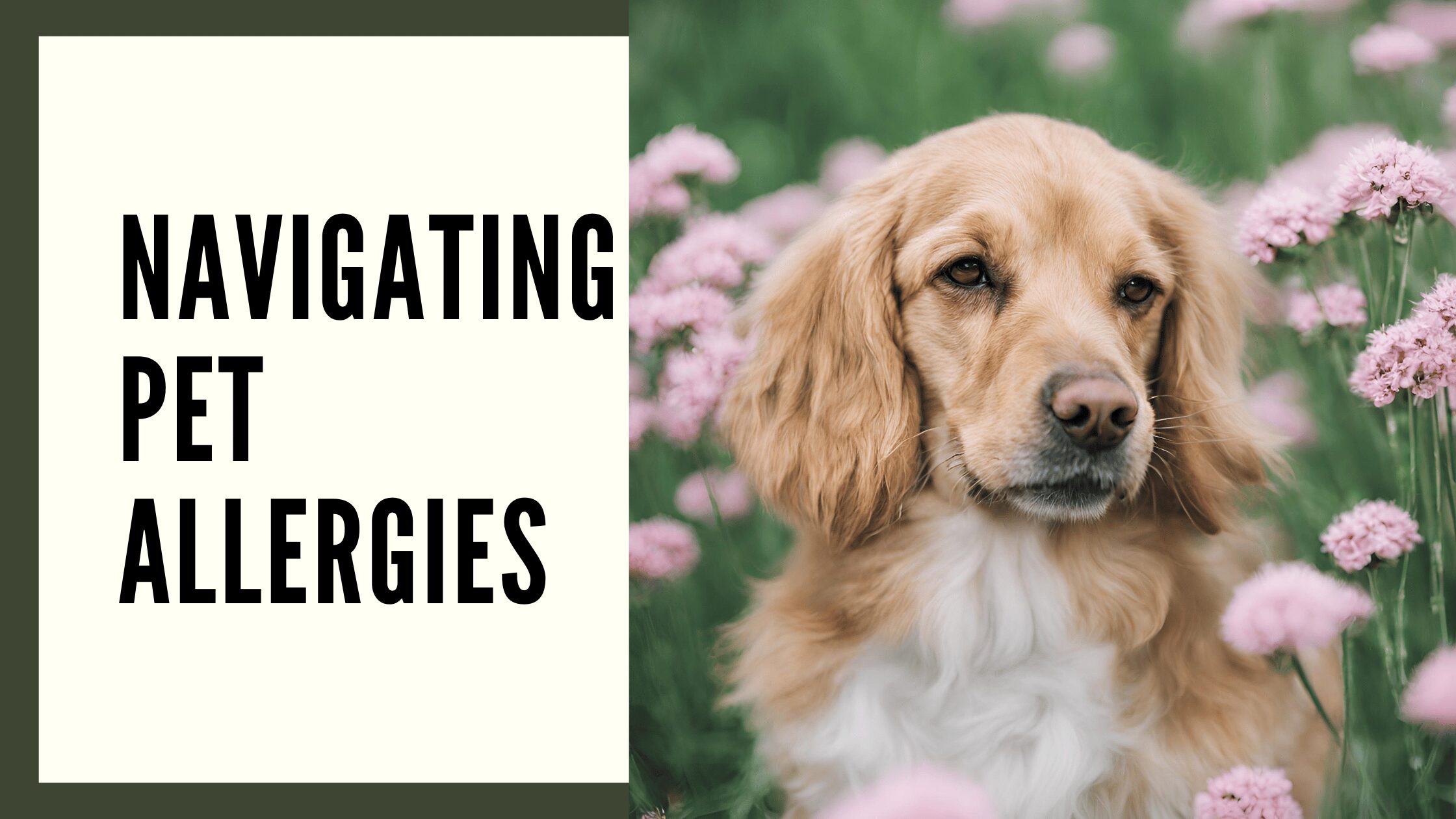 Conquer Pet Allergies! Top Tips for Happy Homes & Hounds